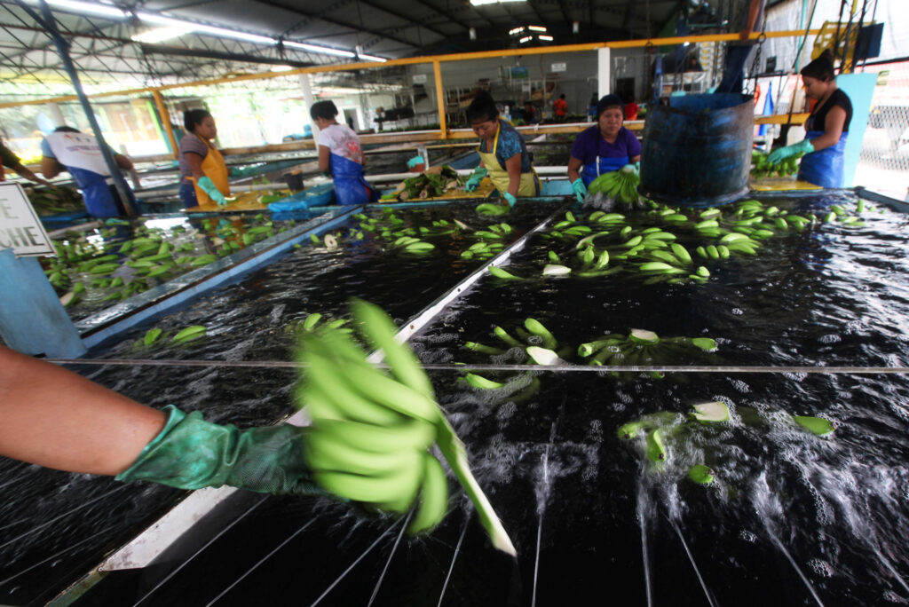 Workers sort freshly pickled bananas