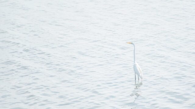 Photo of a heron standing in the sea.