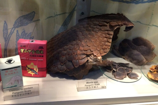 Photograph of a display on pangolin scales and products derived from them.